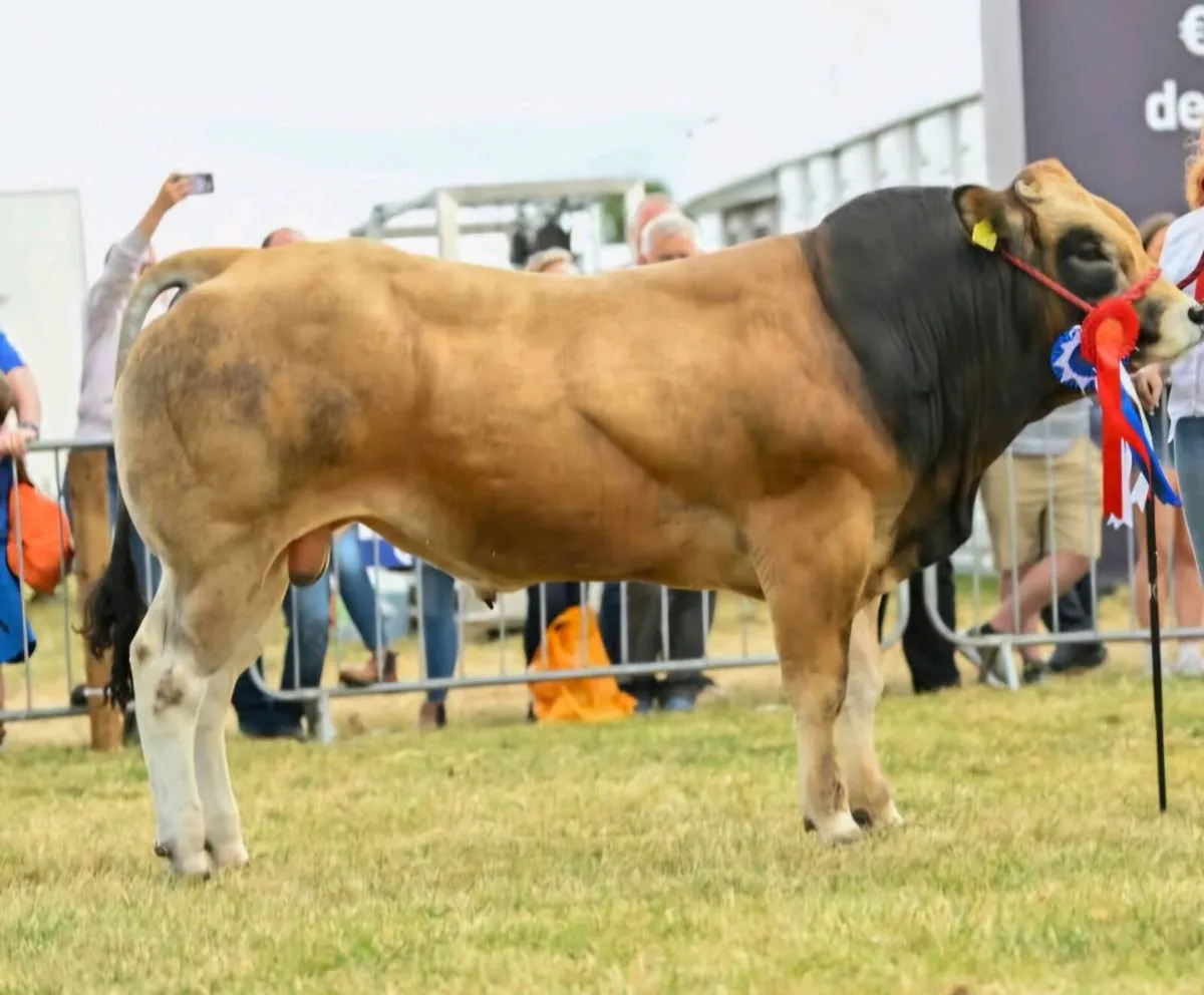 Parthenaise Bull - Image 2