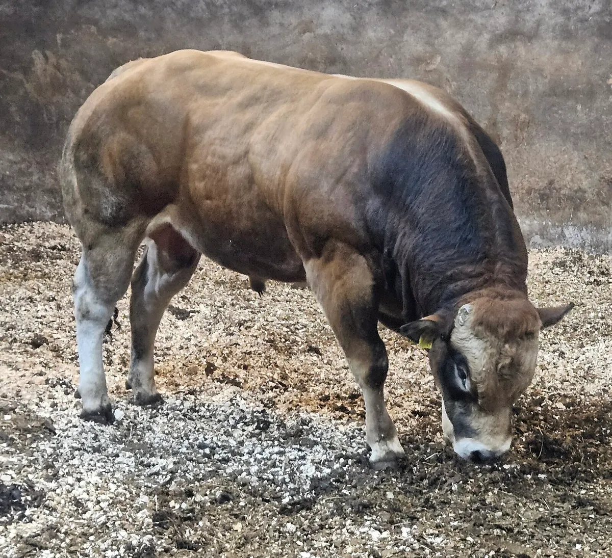 Parthenaise Bull - Image 3