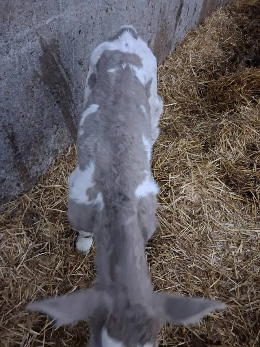 Charolais calves for sale - Image 4