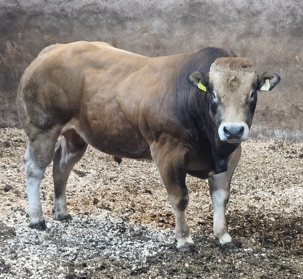 Parthenaise Bull - Image 4