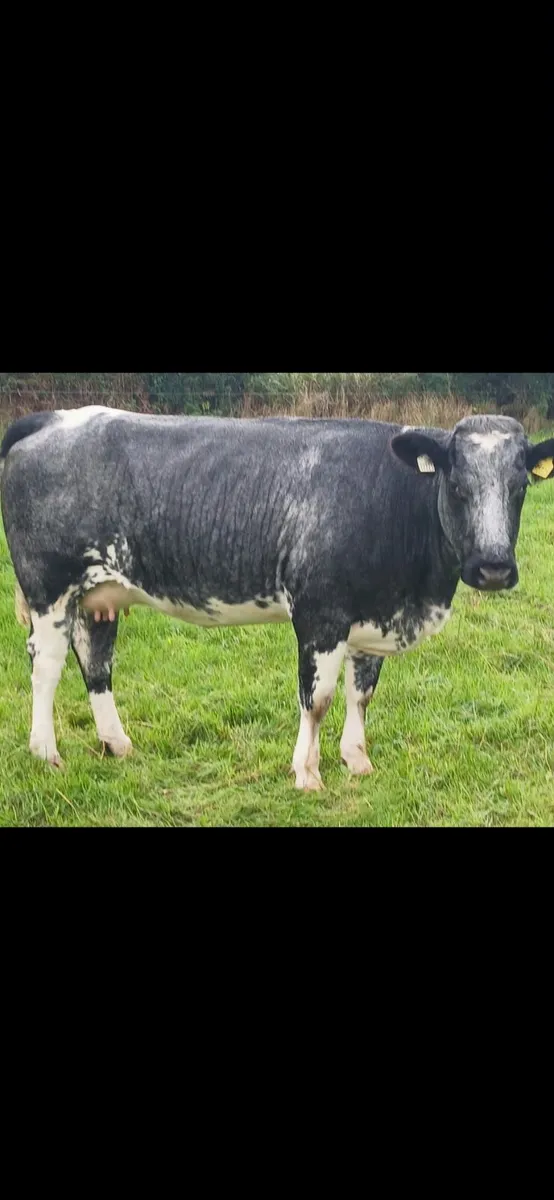 Incalf  heifers - Image 1