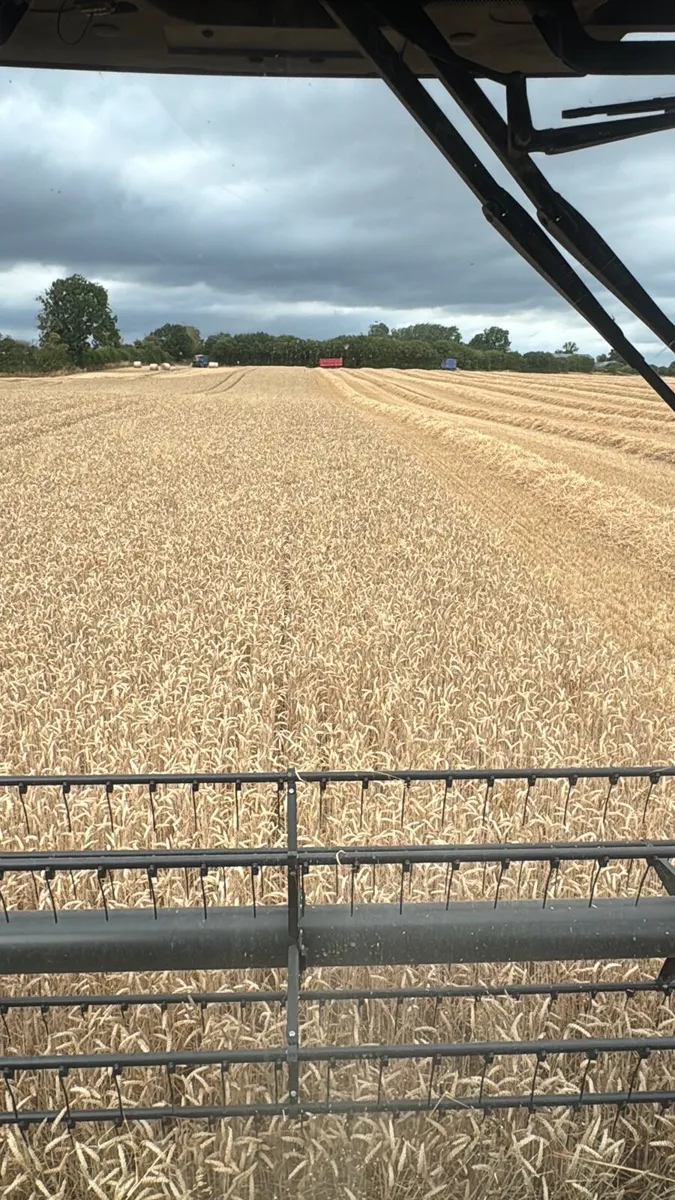 Wheaten Straw. - Image 3