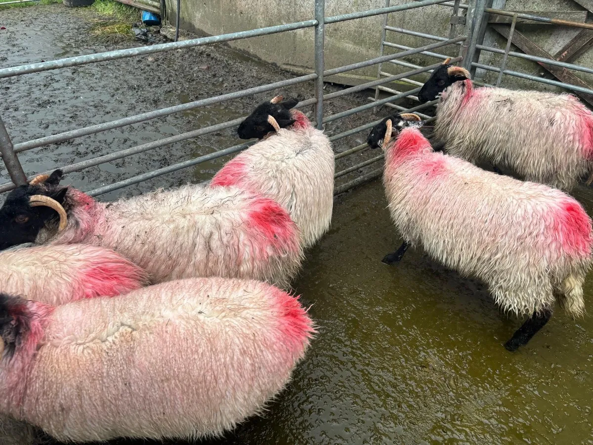 MAYO MOUNTAIN EWE LAMBS - Image 4
