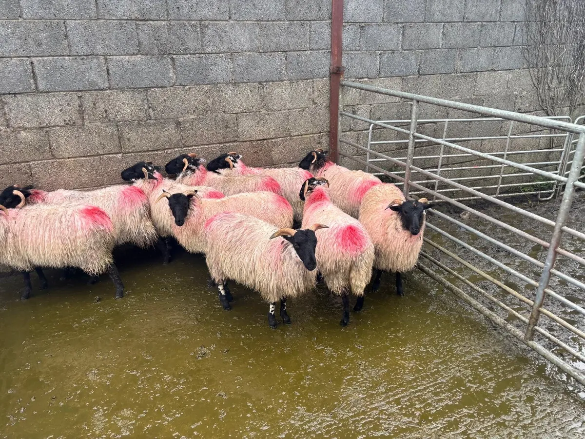 MAYO MOUNTAIN EWE LAMBS - Image 2