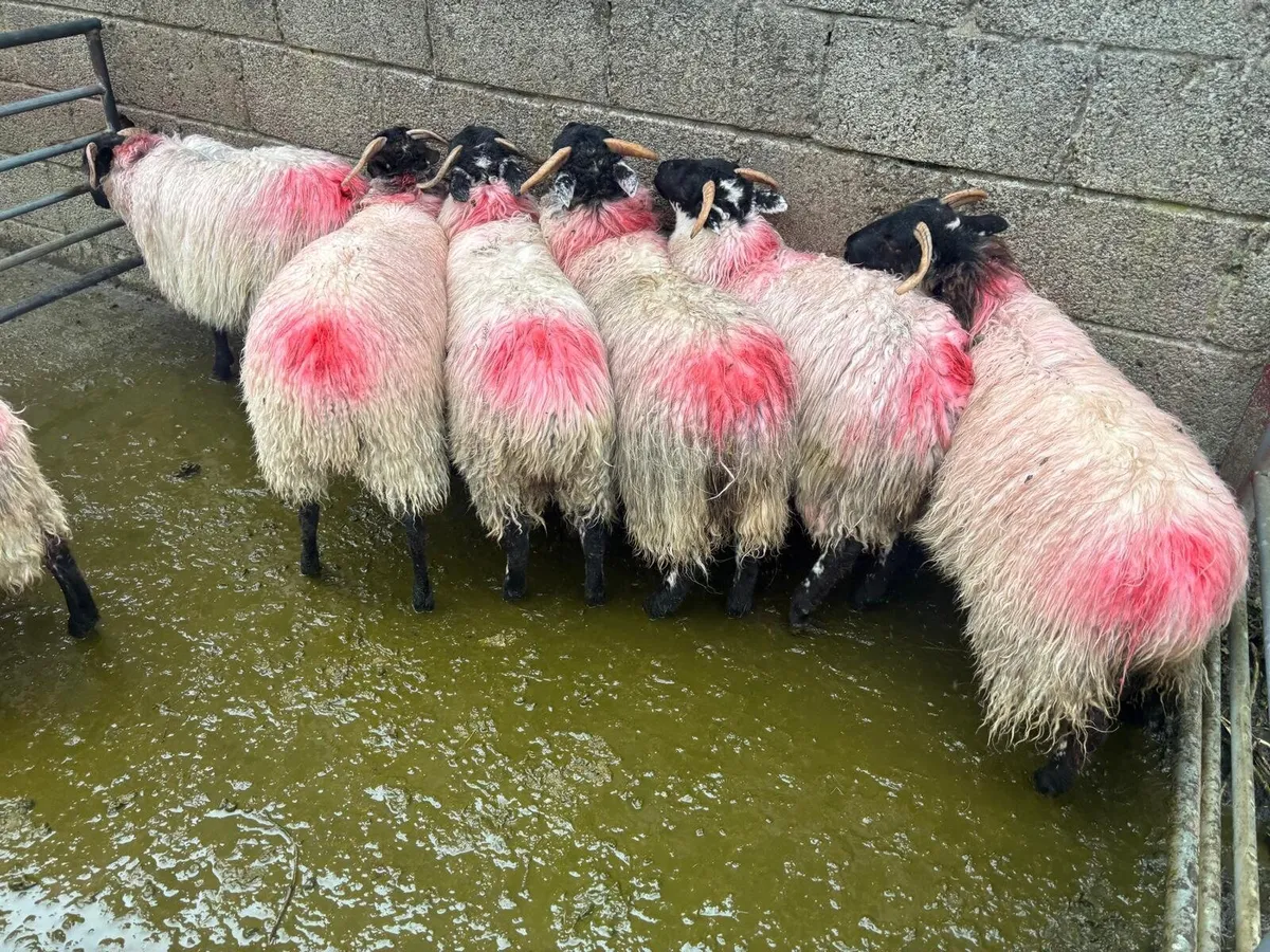 MAYO MOUNTAIN EWE LAMBS - Image 3