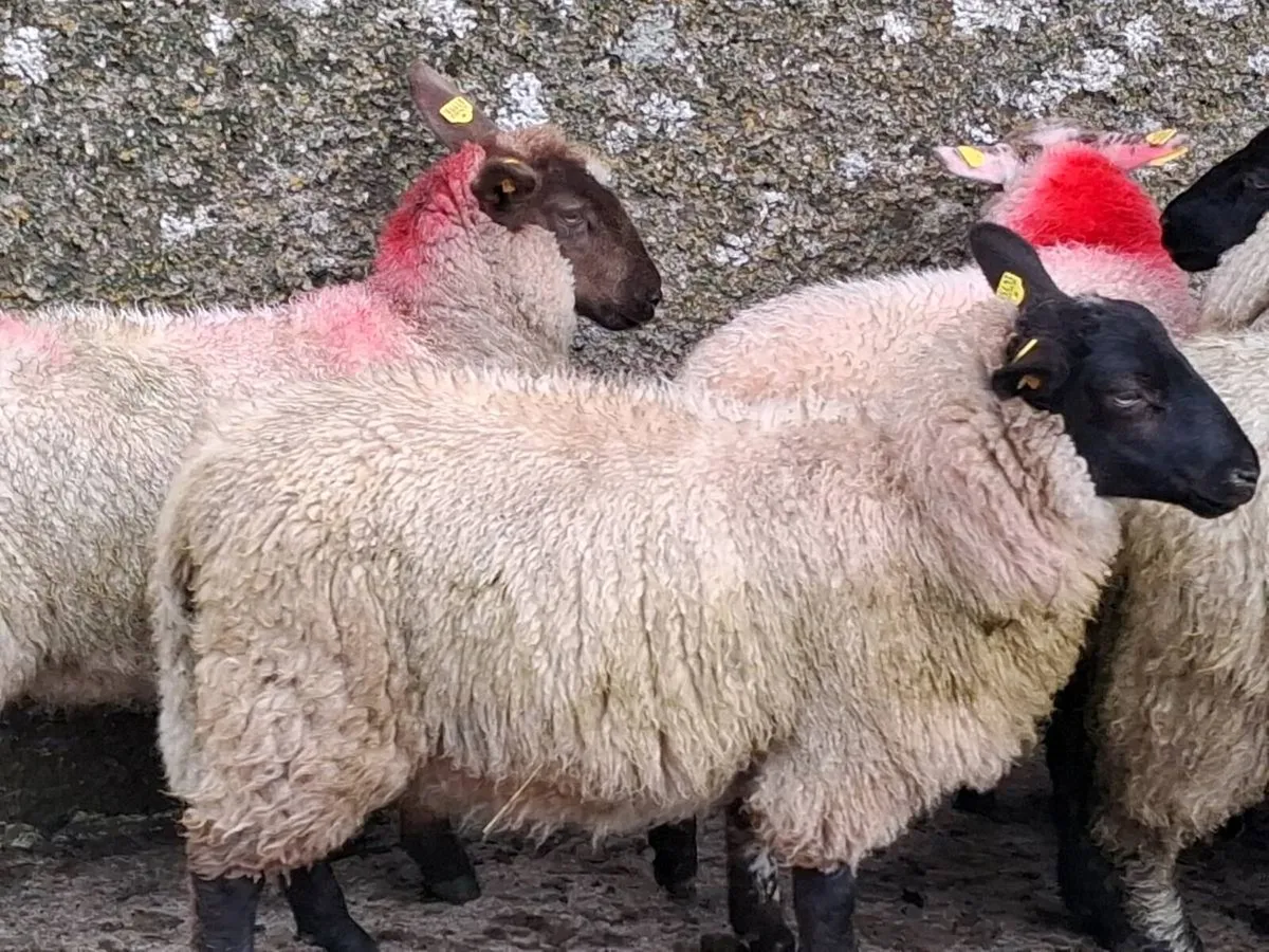 10 Suffolk Ewe Lamb's - Image 2
