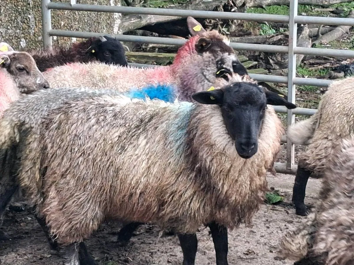 10 Suffolk Ewe Lamb's - Image 3