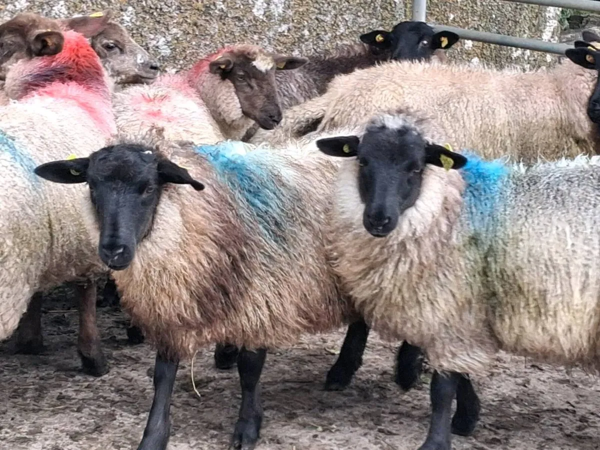 10 Suffolk Ewe Lamb's - Image 4
