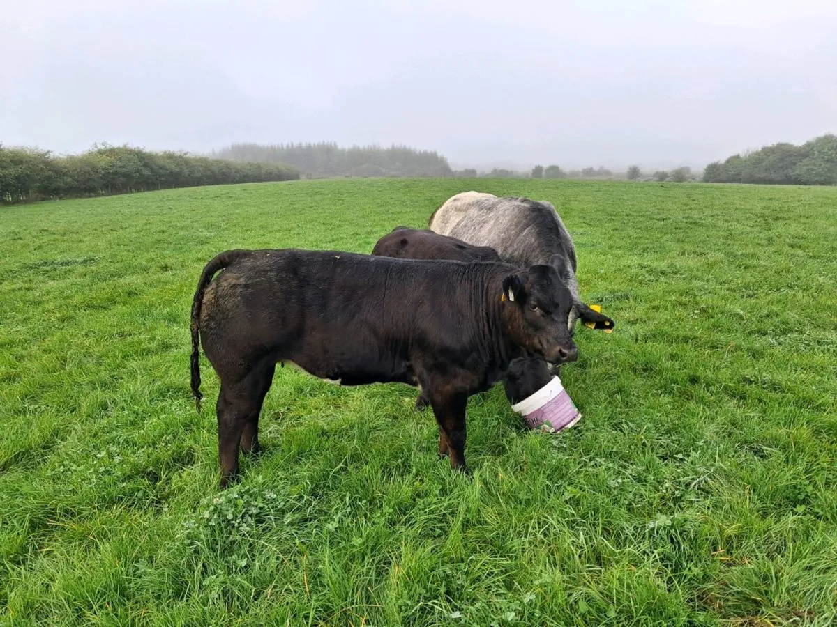 2 heifers - Image 2