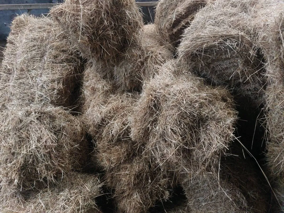 Hay - Image 3