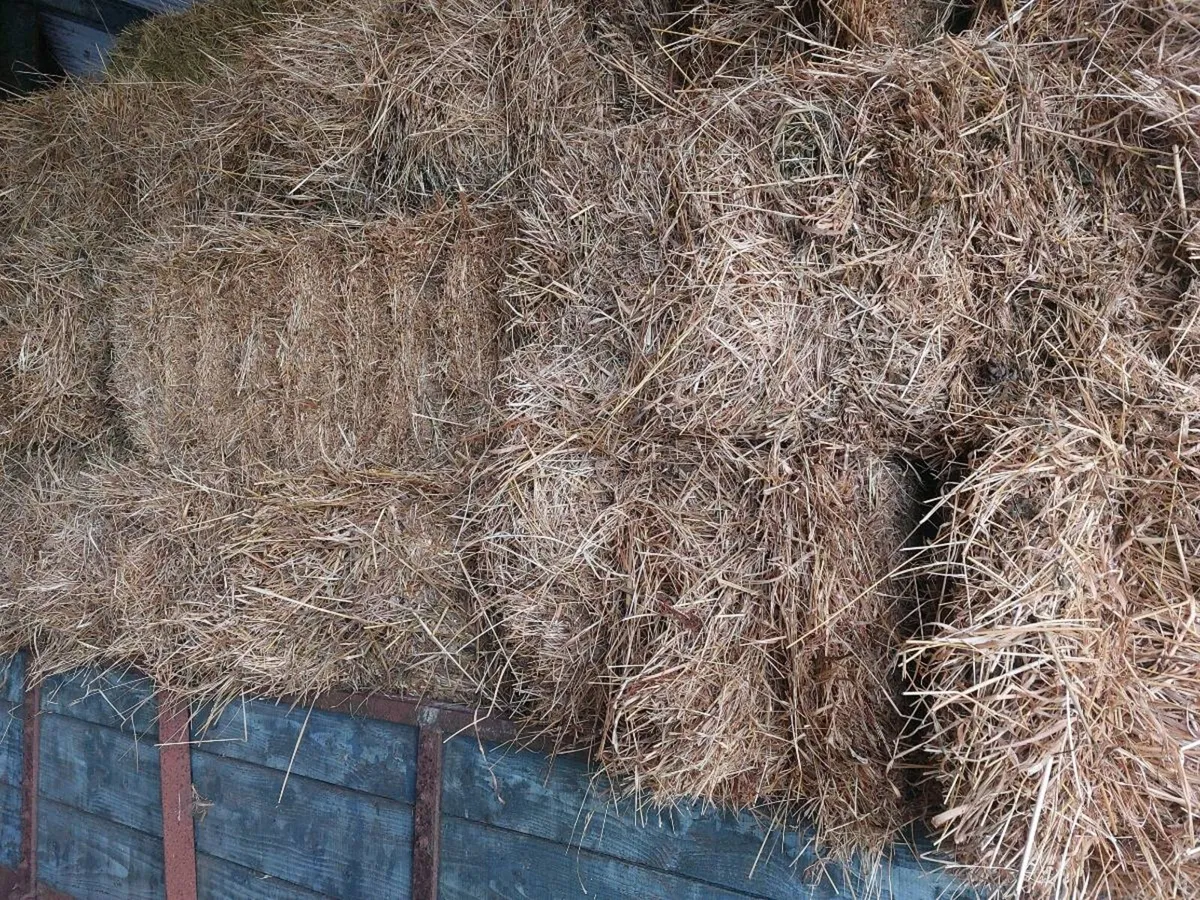 Hay - Image 4