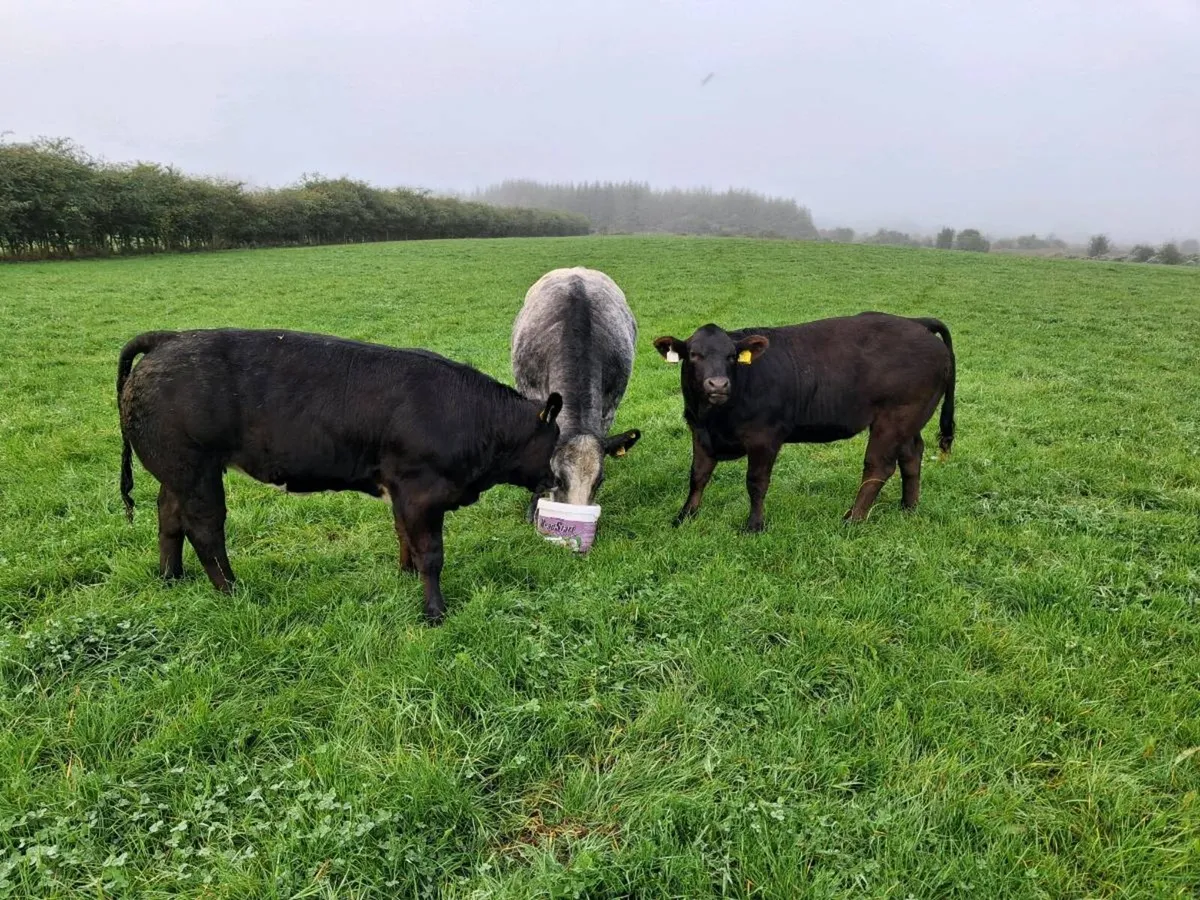 2 heifers - Image 4