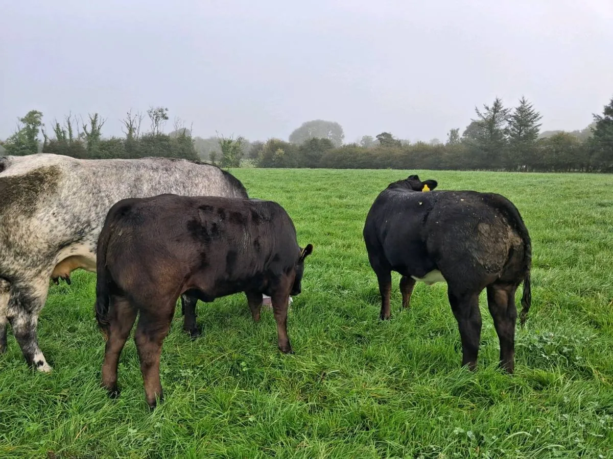 2 heifers - Image 3