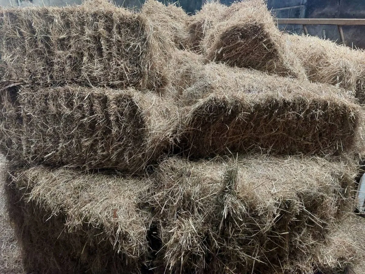 Hay - Image 1