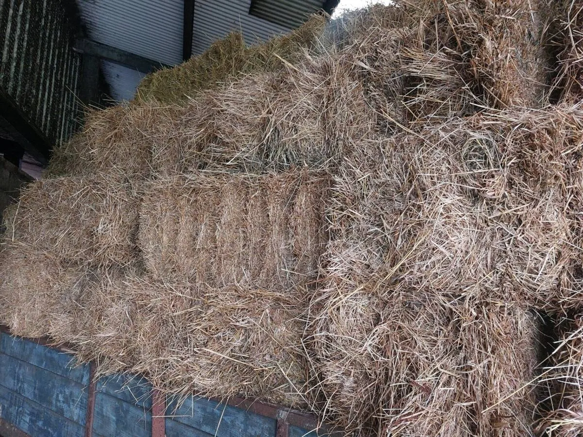 Hay - Image 2