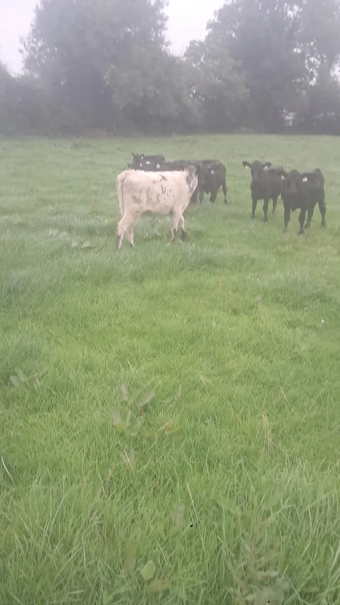 Weanlings - Image 2