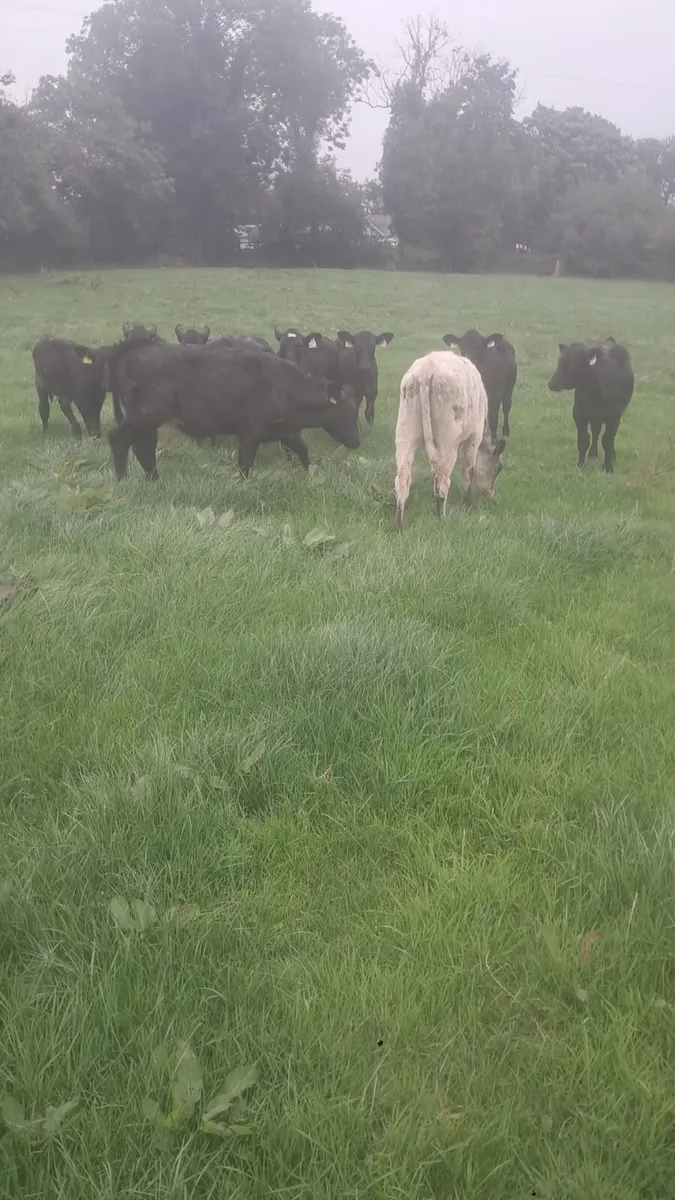 Weanlings - Image 1