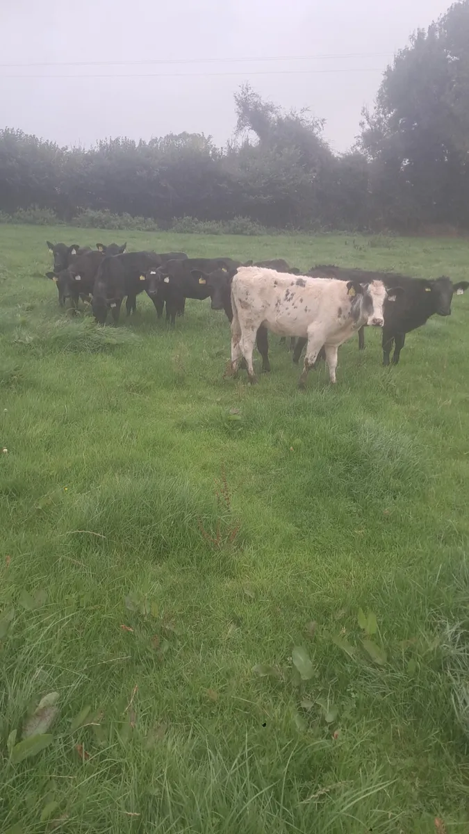 Weanlings - Image 4