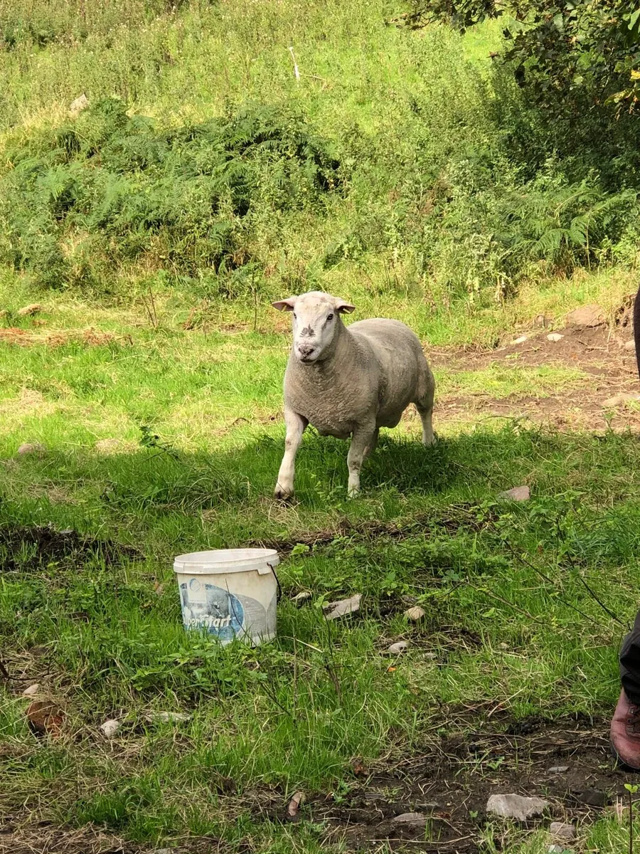 Dorset Ram for Sale 3yr old - Image 3