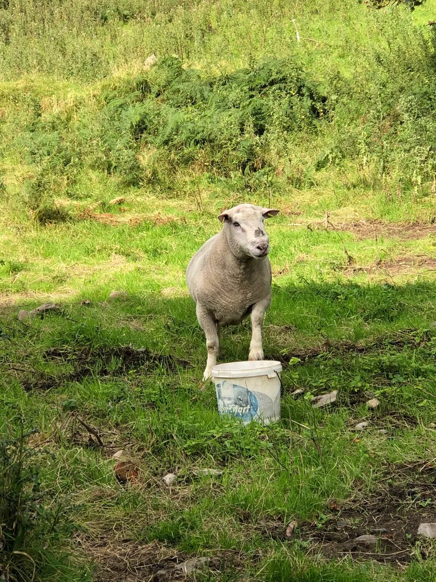 Dorset Ram for Sale 3yr old - Image 4