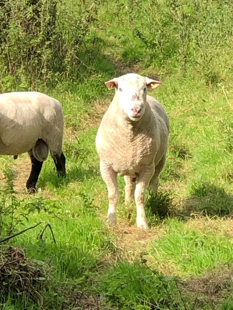 Dorset Ram for Sale 3yr old - Image 1