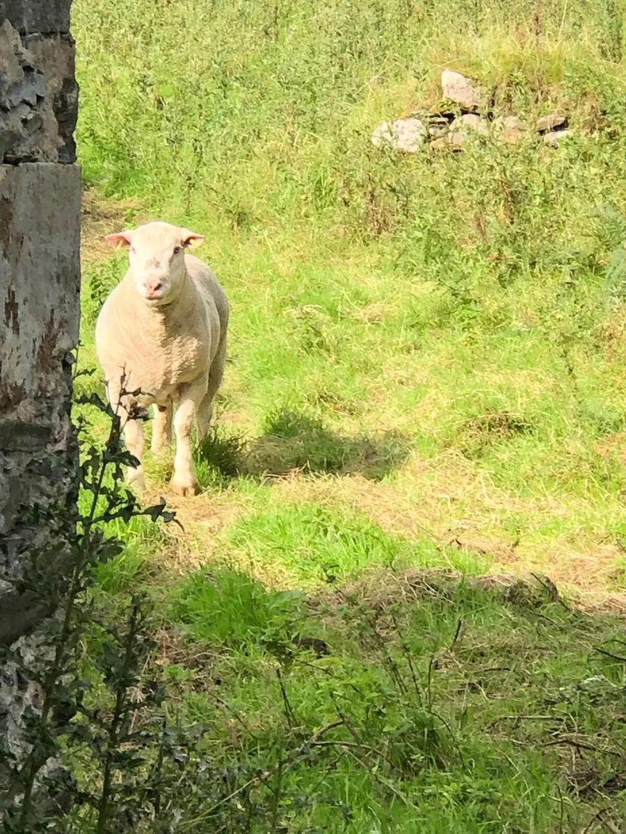 Dorset Ram for Sale 3yr old - Image 2