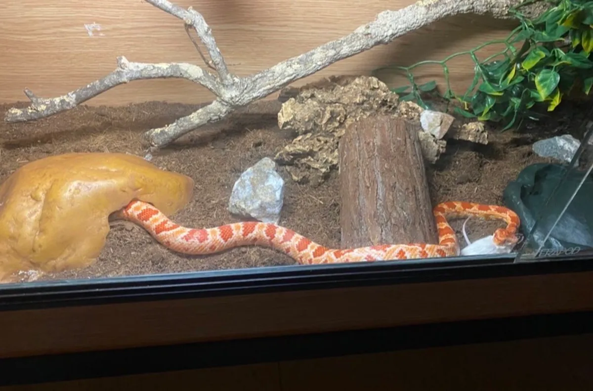 Corn snake - Image 3