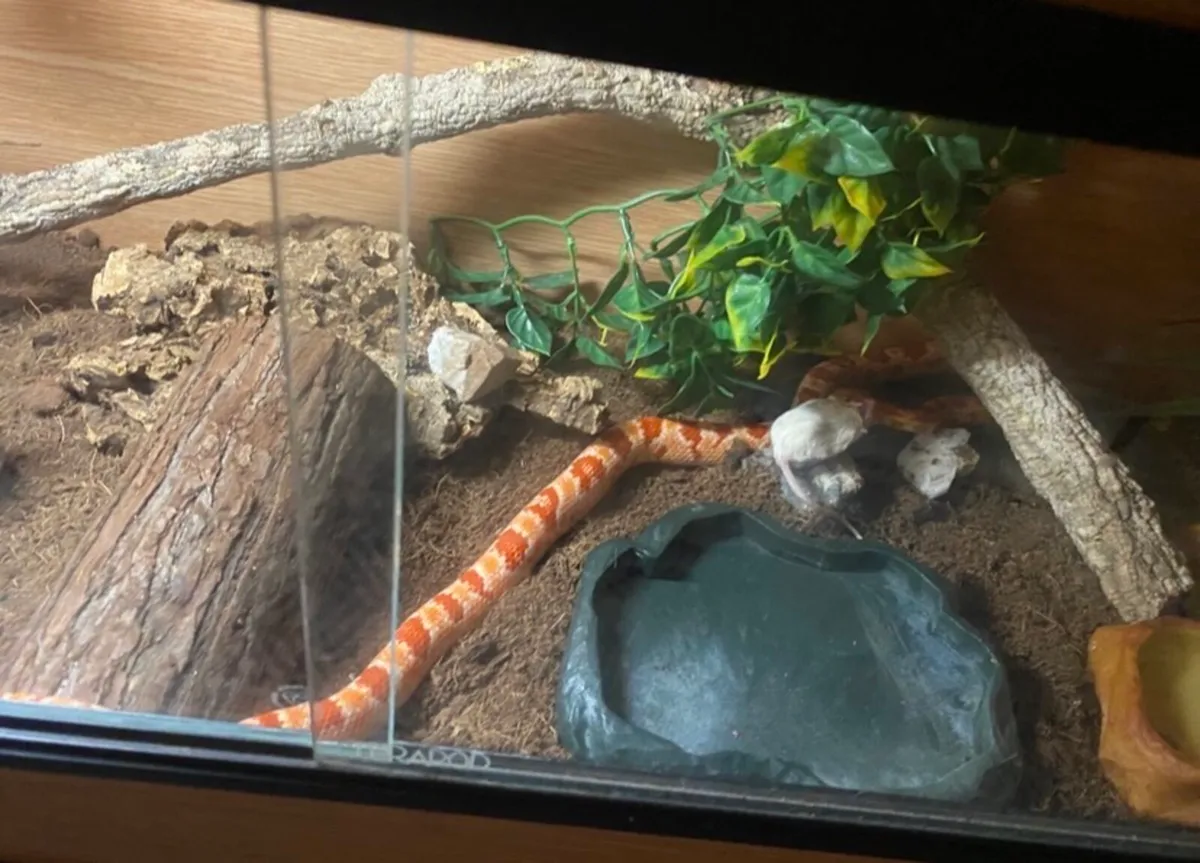 Corn snake - Image 4