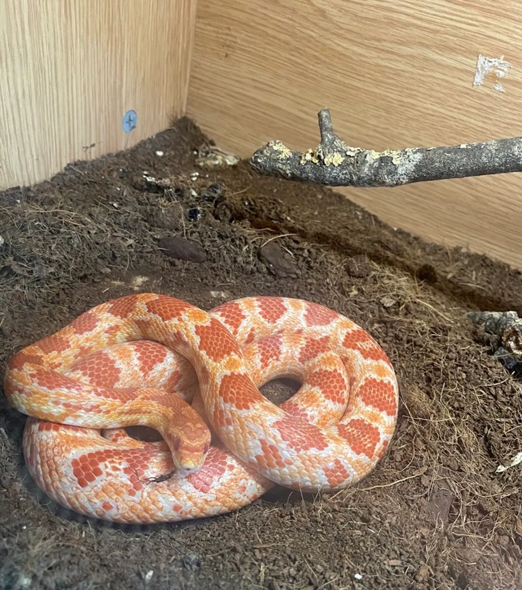 Corn snake - Image 1