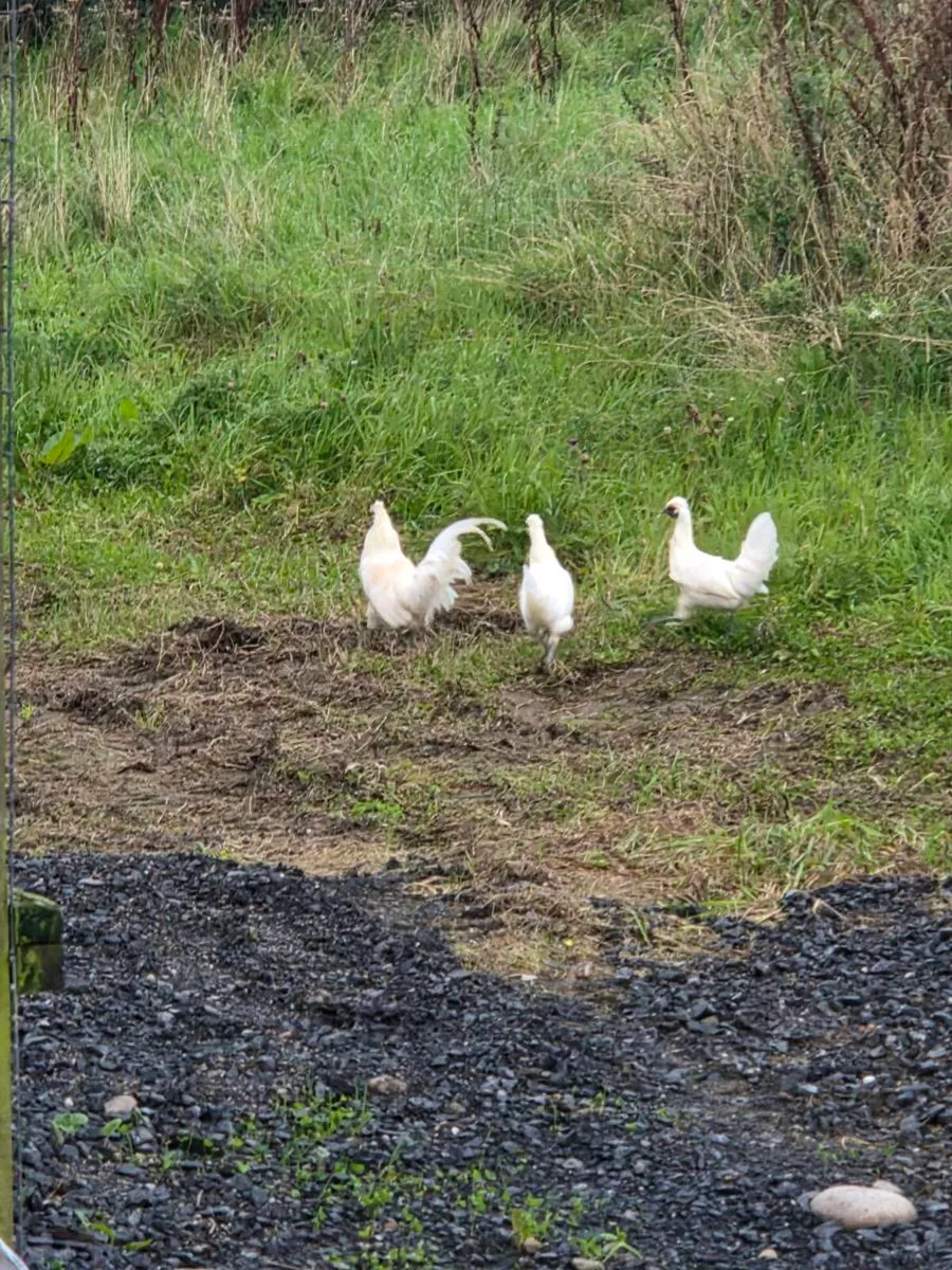 9 hens and 1 Rooster - Image 1