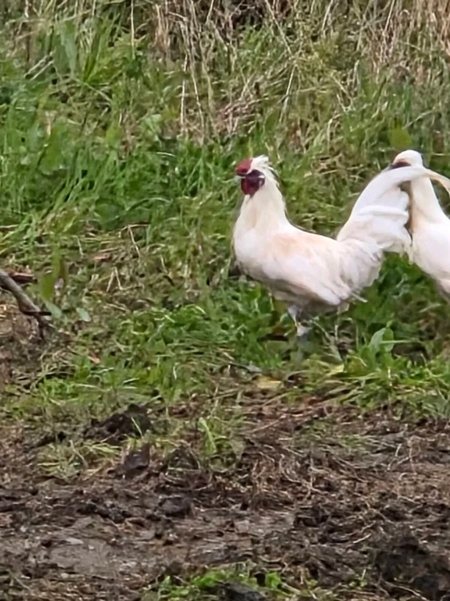 9 hens and 1 Rooster - Image 2