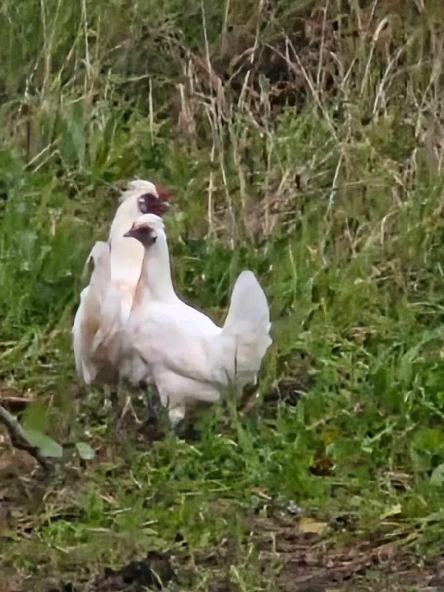 9 hens and 1 Rooster - Image 3