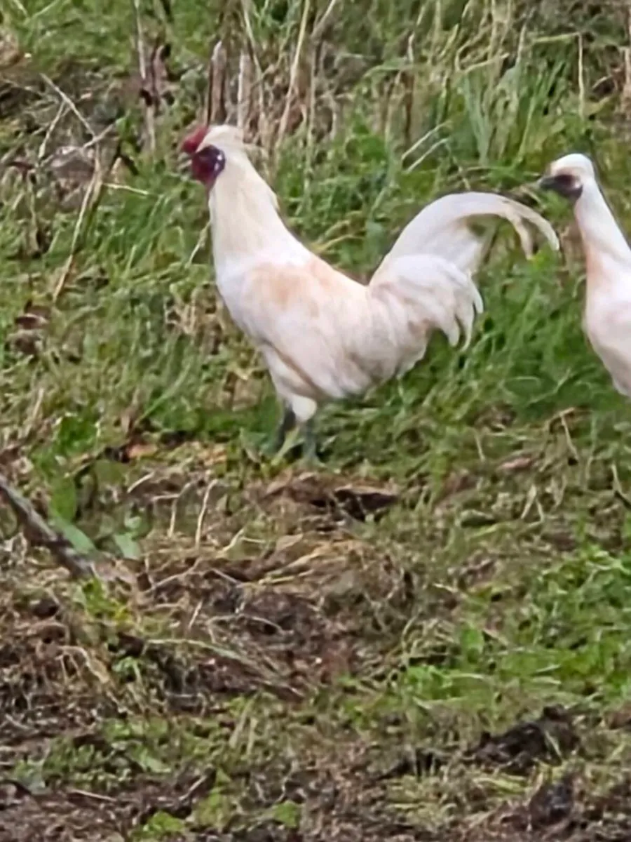 9 hens and 1 Rooster - Image 4