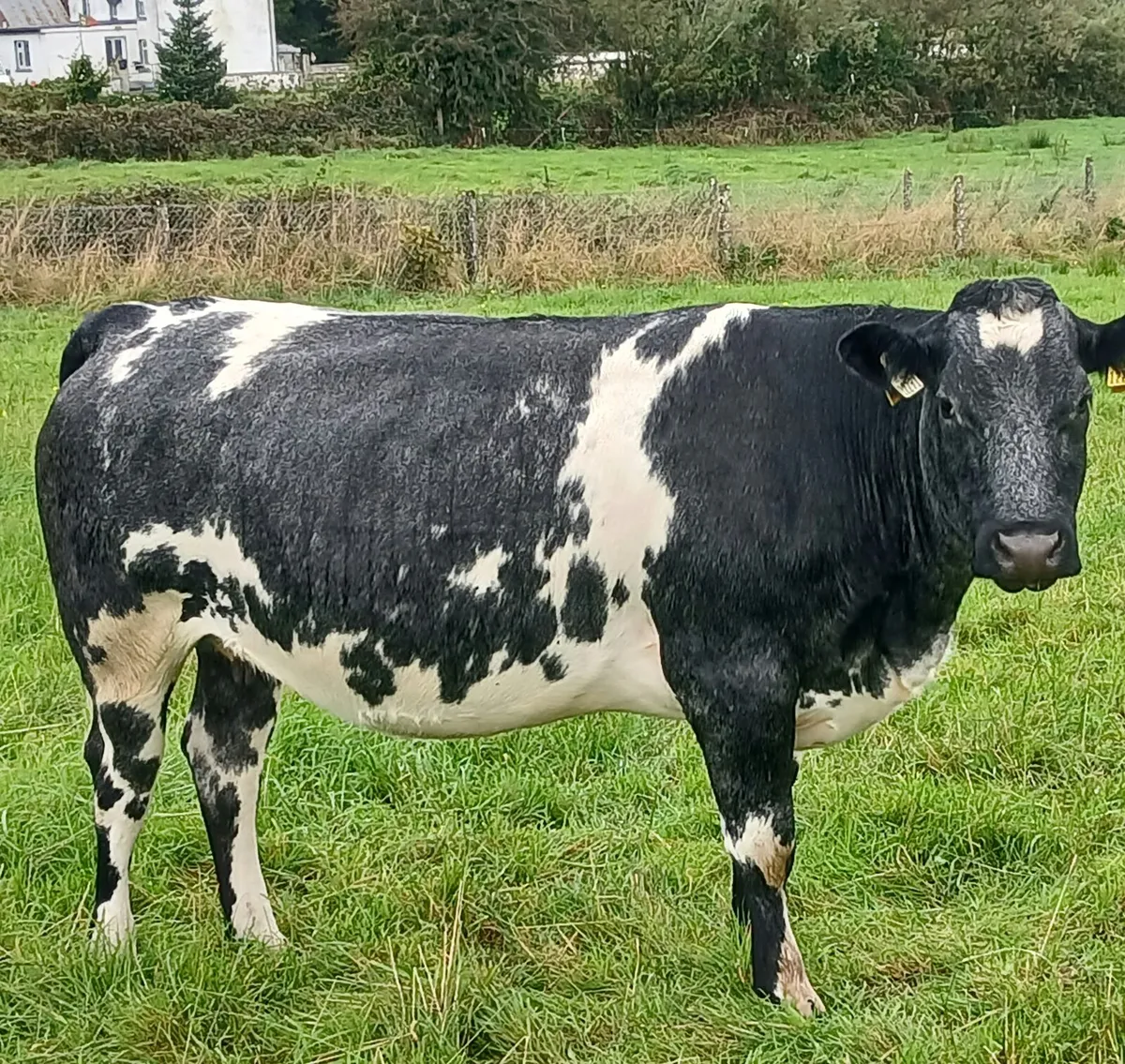 Incalf  heifers - Image 3