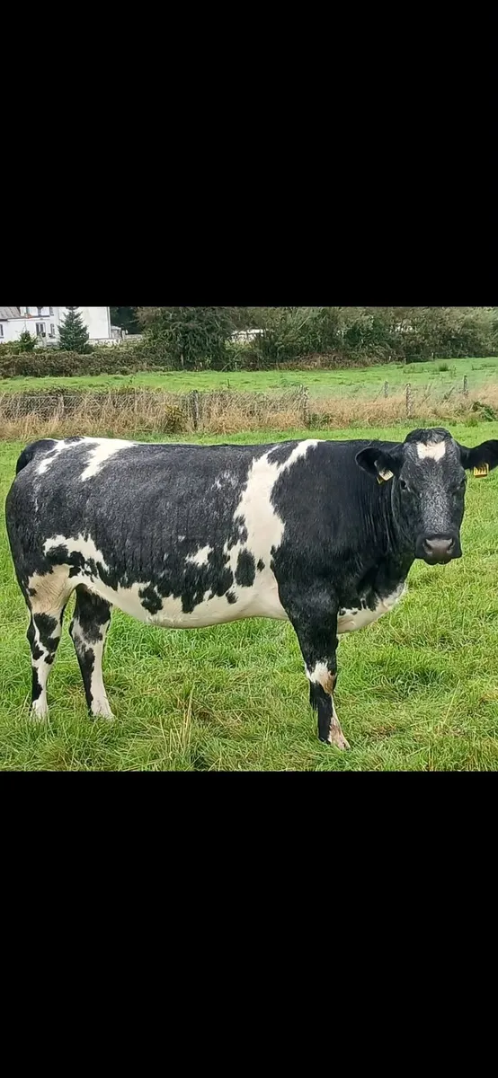 Incalf  heifers - Image 4