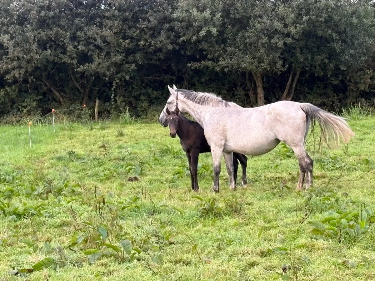 12yo Mare by KEC Maximum Joe - Image 4