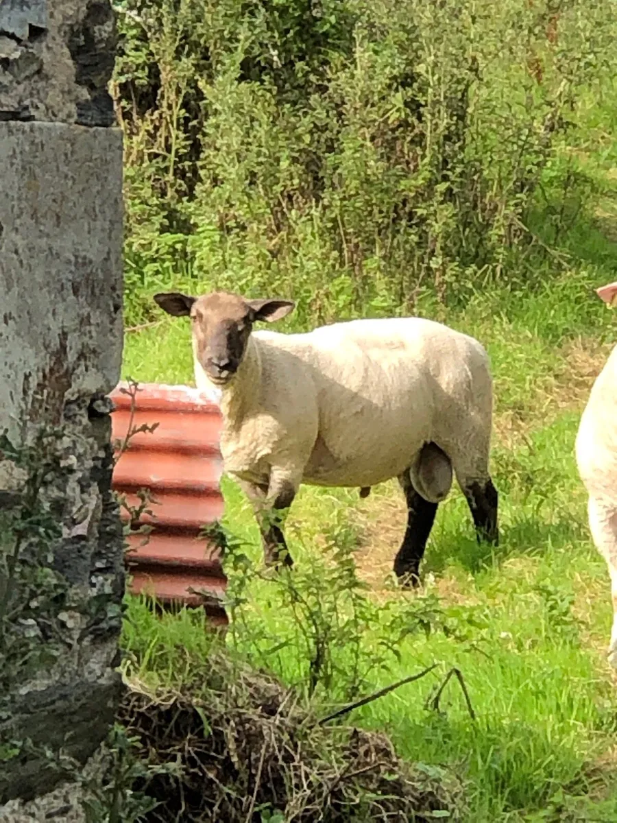 Suffolk Ram 3 yr old - Image 1