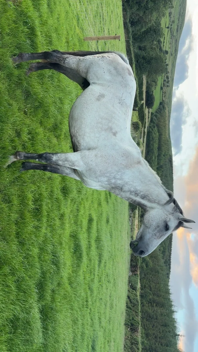 12yo Mare by KEC Maximum Joe - Image 1