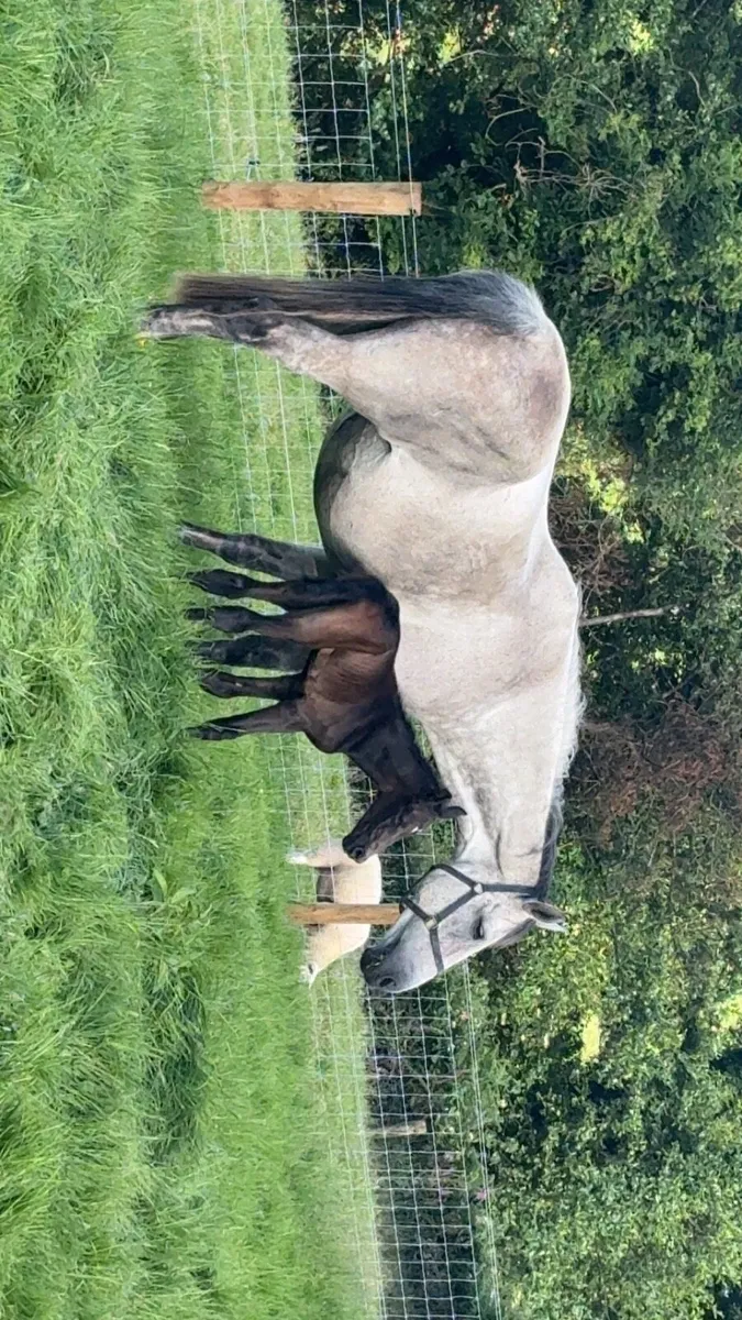 12yo Mare by KEC Maximum Joe - Image 2