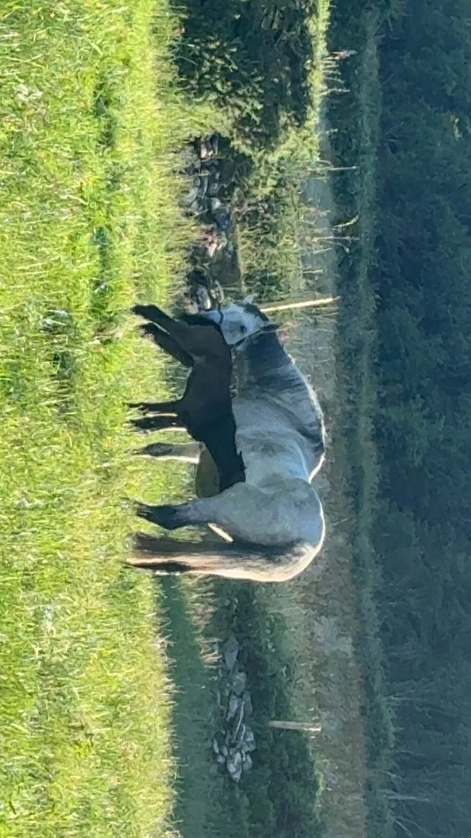 12yo Mare by KEC Maximum Joe - Image 3