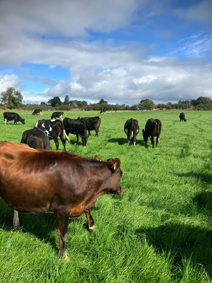 Xbred In Calf Heifers - Image 4