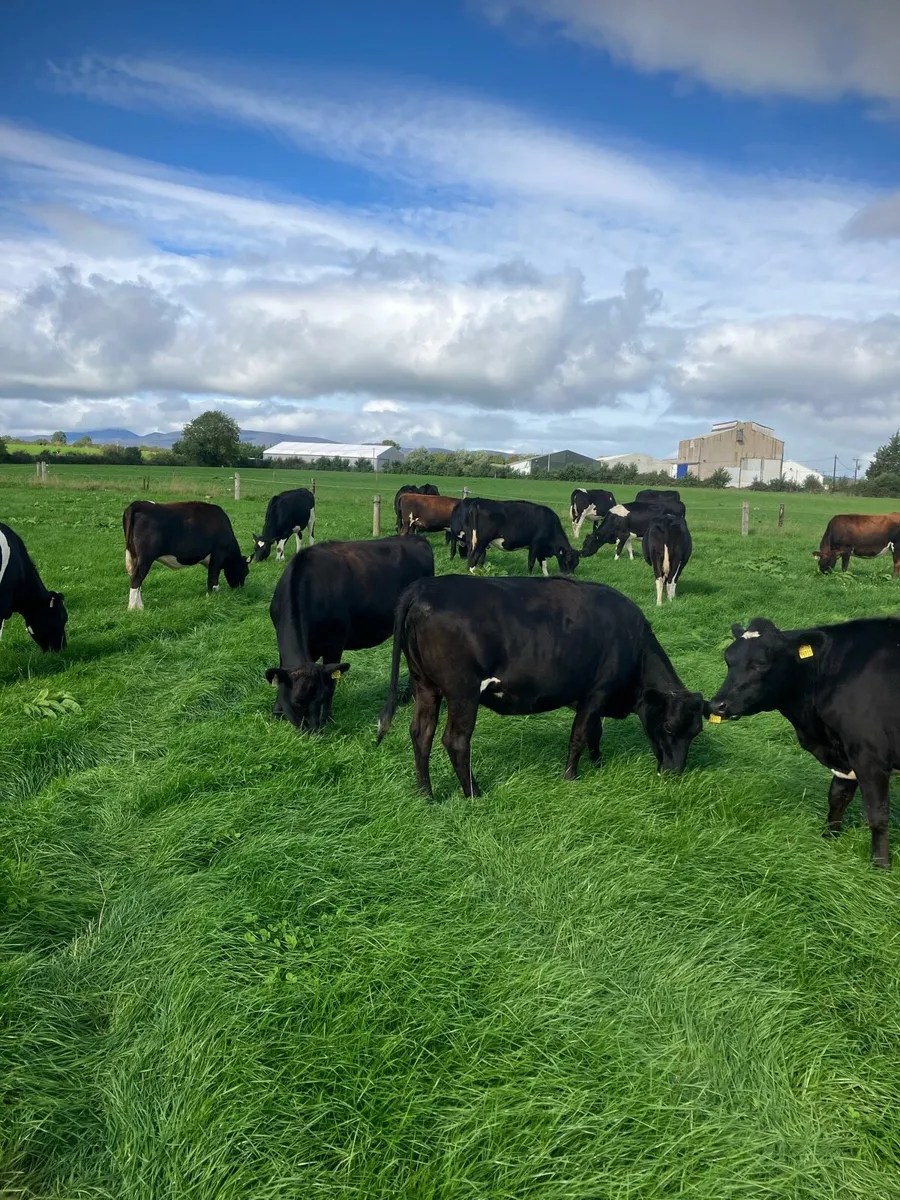 Xbred In Calf Heifers - Image 1