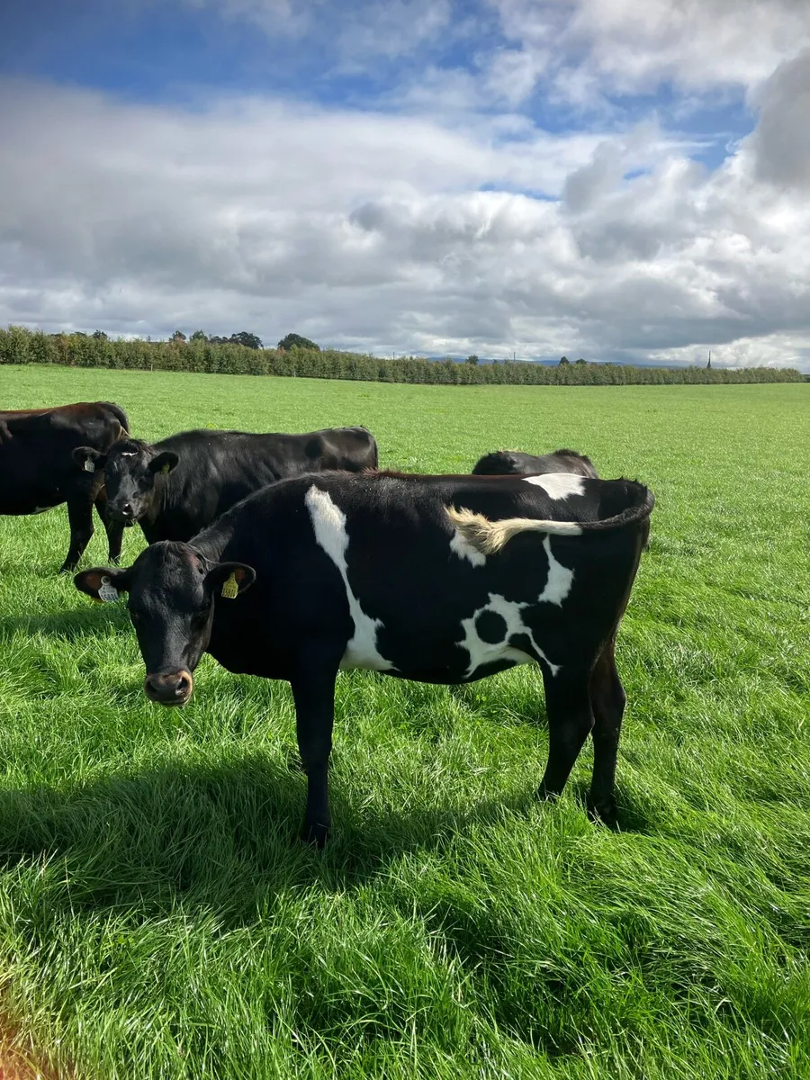 Xbred In Calf Heifers - Image 2