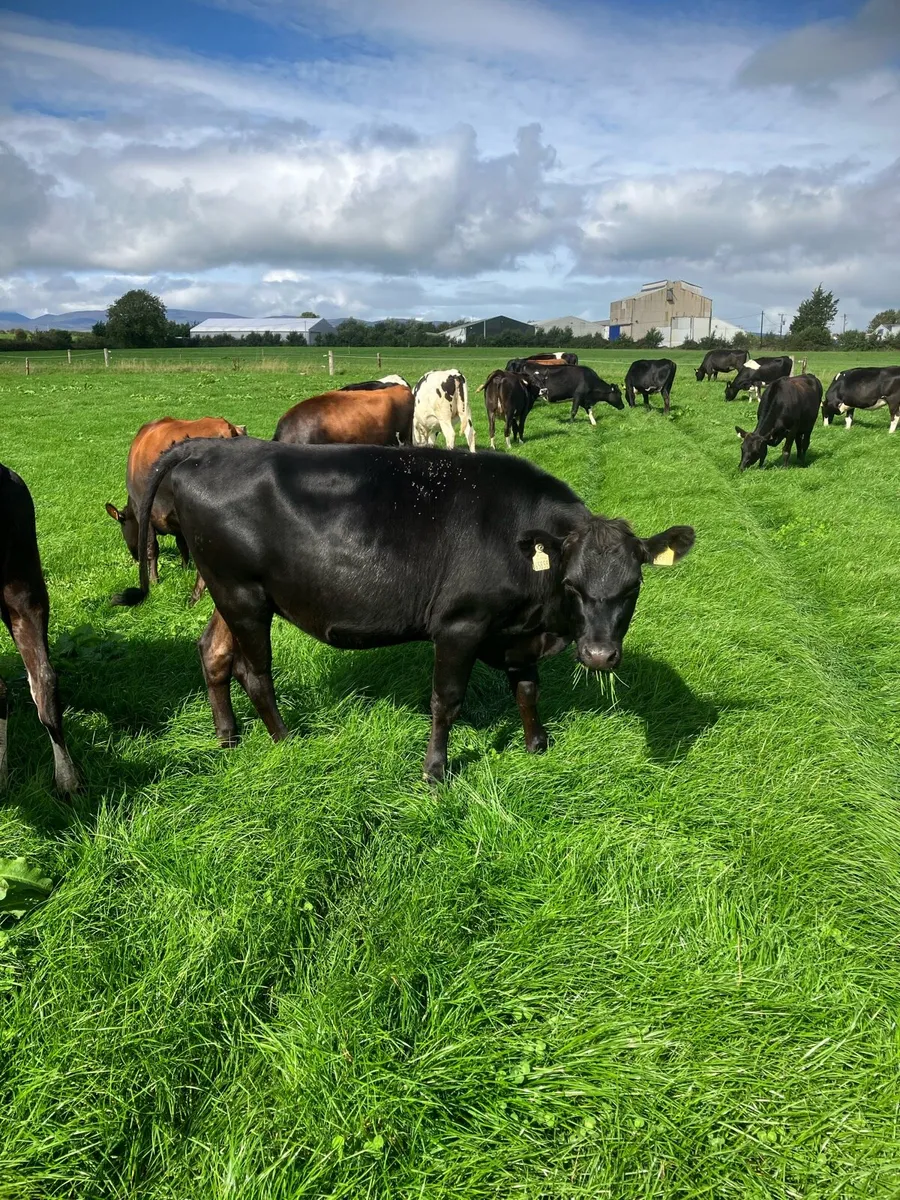 Xbred In Calf Heifers - Image 3