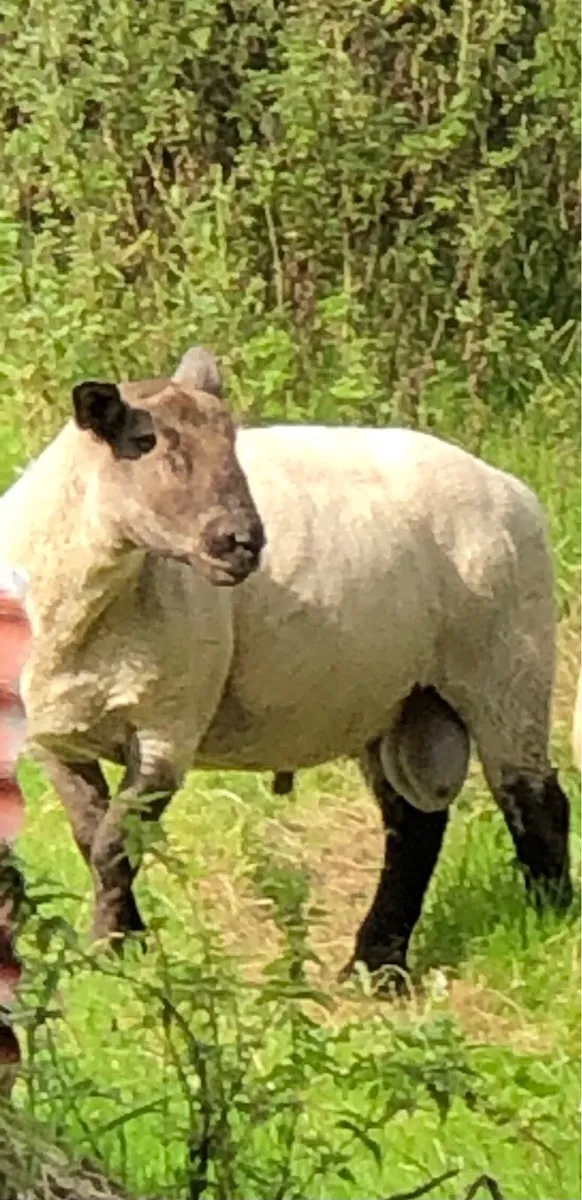Suffolk Ram 3 yr old - Image 3
