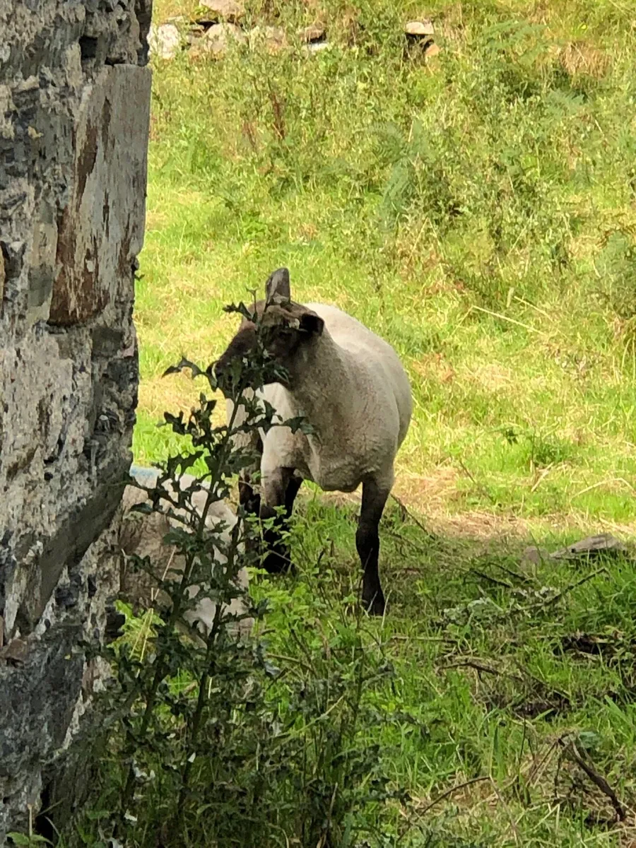 Suffolk Ram 3 yr old - Image 4