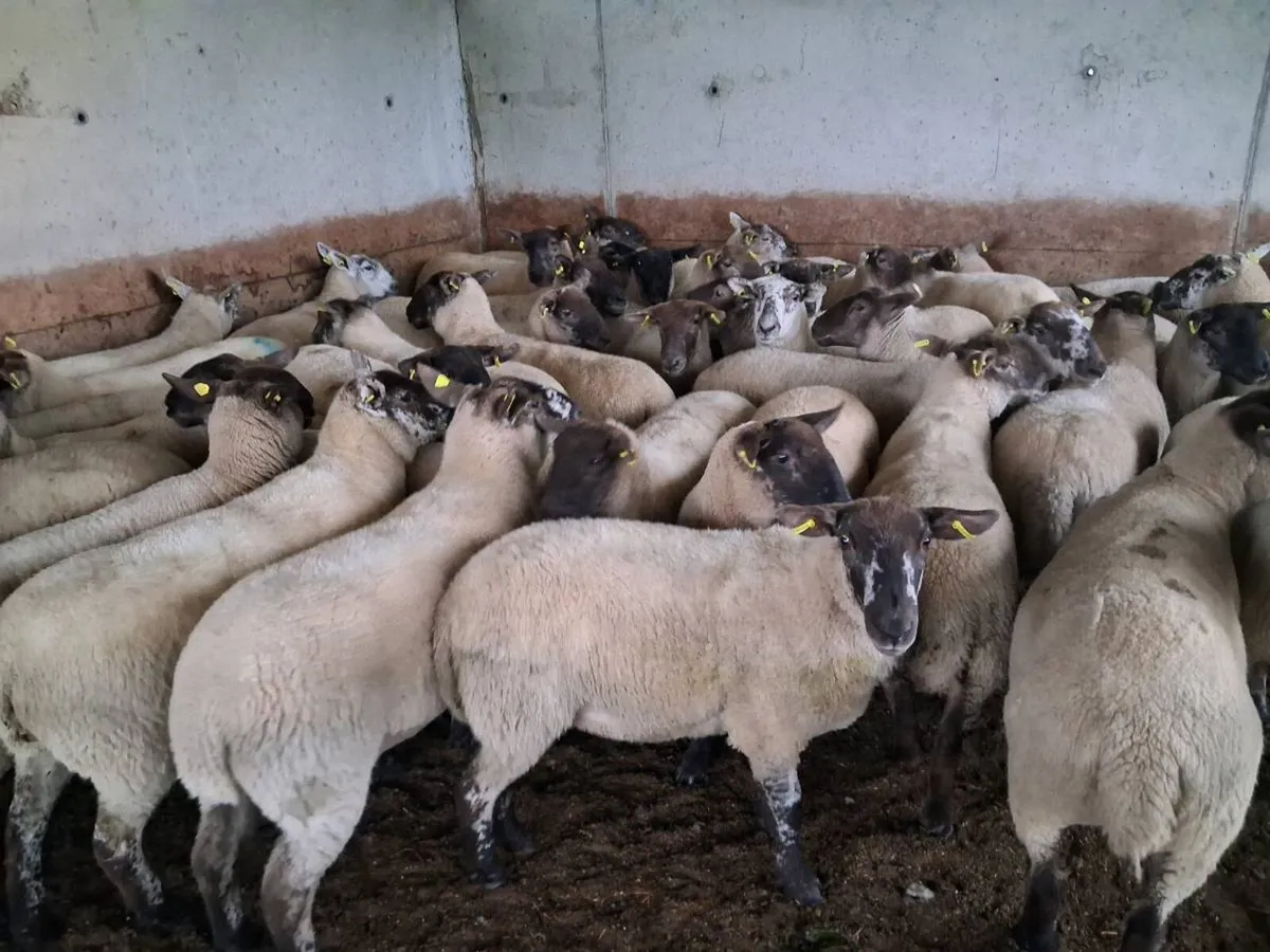 42 SPECKLED HOGGET EWES FOR SALE - Image 2