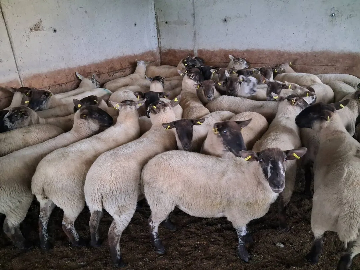 42 SPECKLED HOGGET EWES FOR SALE - Image 3