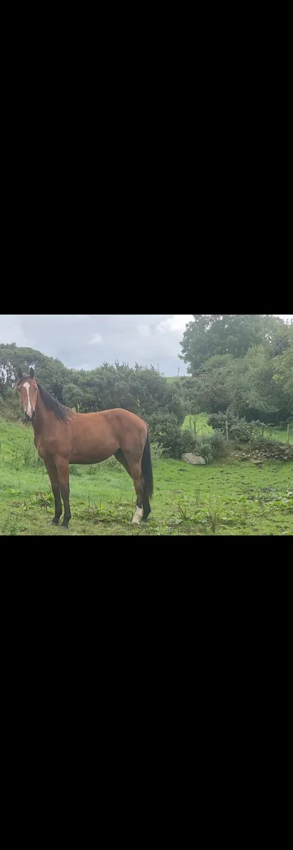 2 geldings - Image 1