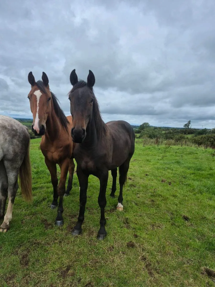 2 geldings - Image 3
